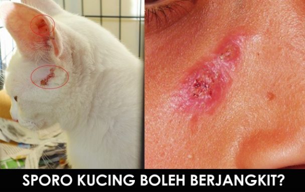 Virus Sporo - Penyakit Kucing Yang Boleh Menjangkiti Manusia | Fanatik
