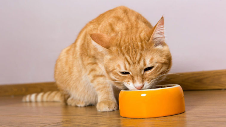 5 Resipi Homemade Wet Food Untuk Kucing Anda! | Fanatik Kucing